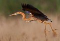 41 - Purperreiger 4 - DE BRUYN EDWARD - belgium